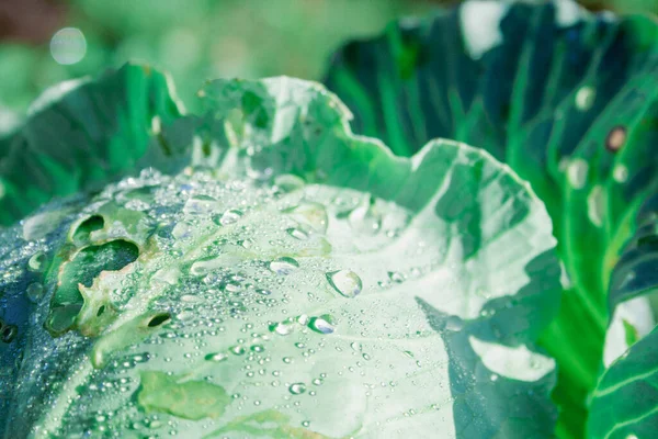 Green cabbage leaves in the garden with dew drops close-up. — Stock Photo, Image