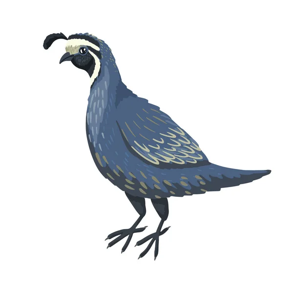 Przepiórka, samiec ptaka z kępkową głową, uroczy, szaro-niebieski ptak. Wektor postać z kreskówki, zabawny charakter — Wektor stockowy