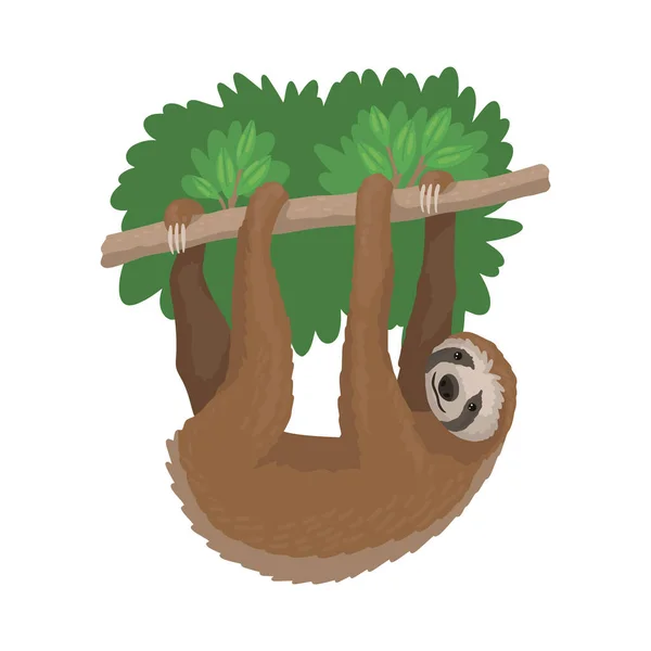 Preguiça animal pendurada em um galho de árvore, animal em repouso. Personagem Zoológico. Preguiça bonito isolado em um fundo branco, ilustração desenho animado vetorial. — Vetor de Stock