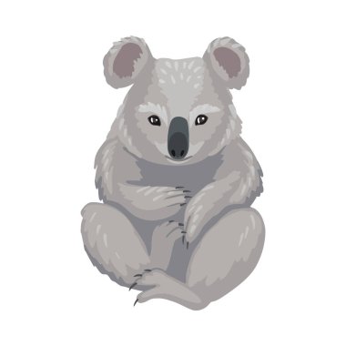 Koala oturuyor, gri ayı yavrusu, Avustralya 'dan keseli. Sevimli küçük hayvan koalası. Vektör karakter, çizgi film çizimi.