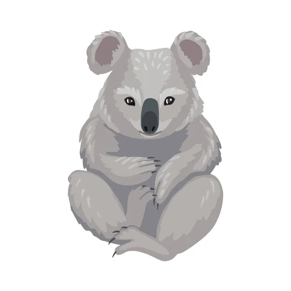 Koala seduta, cucciolo d'orso grigio, marsupiale australiano. Carino il piccolo koala animale. Personaggio vettoriale, disegno cartone animato. — Vettoriale Stock