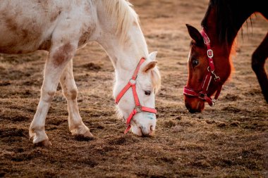 Anlamlı gözleri olan at kafası