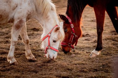 Anlamlı gözleri olan at kafası
