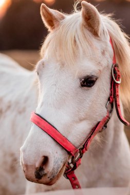 Anlamlı gözleri olan at kafası