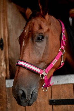 Anlamlı gözleri olan at kafası