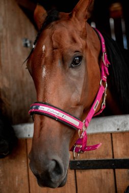 Anlamlı gözleri olan at kafası