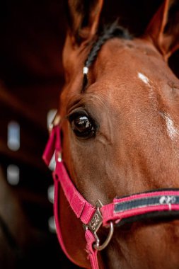 Anlamlı gözleri olan at kafası