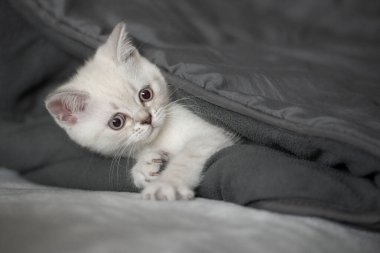 Şirin tekir kedicik beyaz yumuşak battaniyenin üzerinde uyuyor. Kedi istirahatı yatakta kestiriyor. Rahat evcil hayvan konforlu evde uyuyor.. 