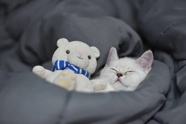 Niedliche Gestromte Kätzchen Schlafen Auf Weißer Weicher Decke Mittagsschlaf Auf — Stockfoto