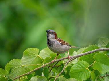 Yeşil yaprakların arka planına dayanan Erkek Evcil Serçesi (passer domesticus)