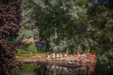 Flamingo hayvanat bahçesinde, Madrid, İspanya. Fotoğraf 26 Eylül 2021.