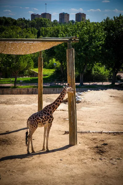 Girafe Zoo Madrid Espagne Photo Prise Septembre 2021 — Photo