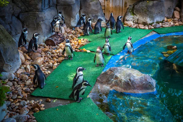 Pinguim Zoológico Madrid Espanha Foto Tirada Setembro 2021 — Fotografia de Stock