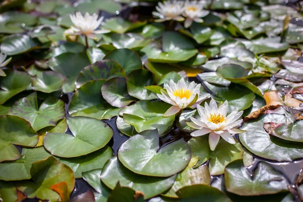 Den Hvide Lotusblomst Blomstrer Smukt - Stock-foto
