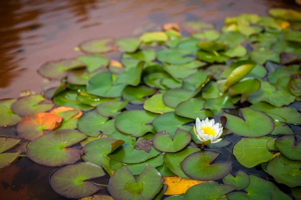 Fleur Lotus Blanc Fleurit Magnifiquement — Photo