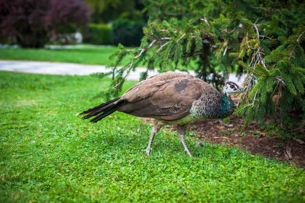 Peacock Veřejném Parku Retiro Park Madrid Foto Pořízen Září 2021 — Stock fotografie