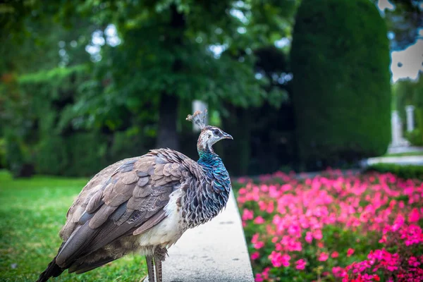 Pfau Einem Öffentlichen Park Retiro Park Madrid Aufnahme Vom September — Stockfoto