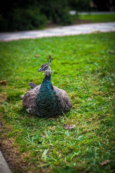 Pavo Real Parque Público Parque Del Retiro Madrid Imagen Tomada —  Fotos de Stock