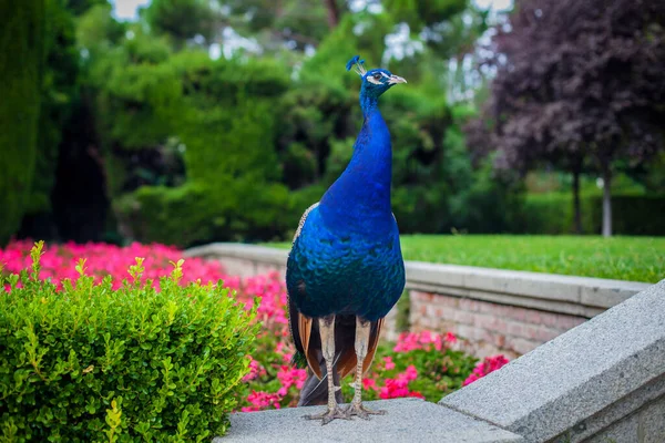 Halka açık bir parkta Peacock, Madrid. Fotoğraf 26 Eylül 2021.