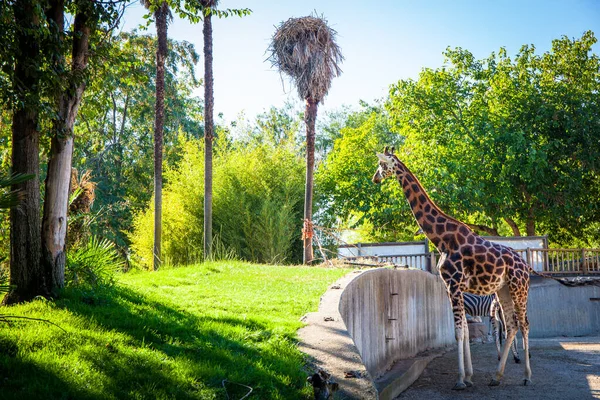 Jirafa Zoológico Madrid España Imagen Tomada Septiembre 2021 — Foto de Stock