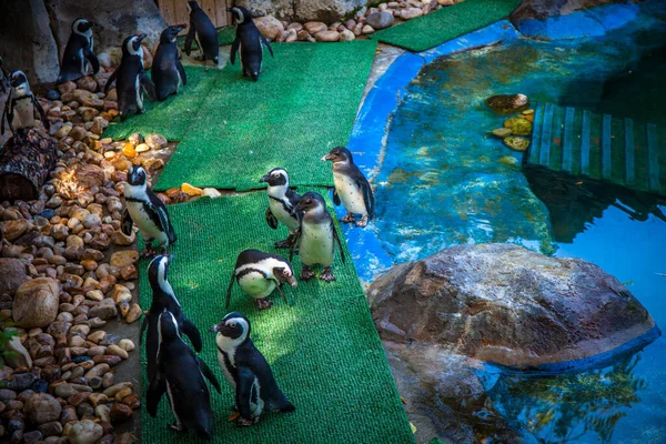 Pingüino Zoológico Madrid España Imagen Tomada Septiembre 2021 — Foto de Stock