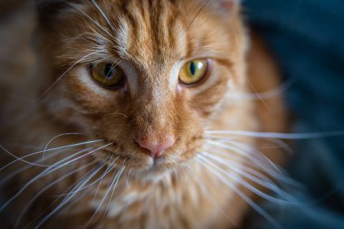 Portrait of Red Maine Coon Domestic Cat.