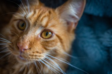 Portrait of Red Maine Coon Domestic Cat.