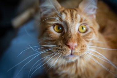Portrait of Red Maine Coon Domestic Cat.