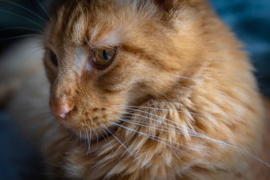 Portrait of Red Maine Coon Domestic Cat.