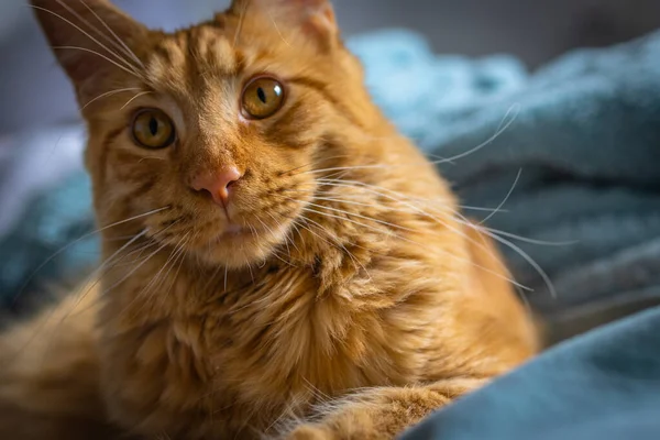 Πορτρέτο Του Red Maine Coon Εγχώρια Γάτα — Φωτογραφία Αρχείου