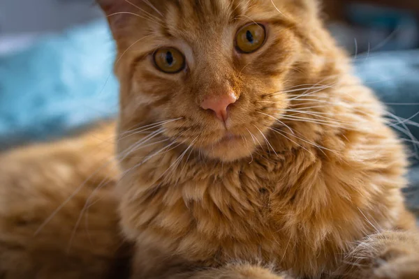 Portrait of Red Maine Coon Domestic Cat.