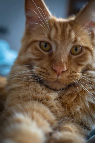 Portrait of Red Maine Coon Domestic Cat.