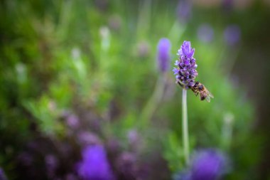 Bee. Bee pollinates lavender flowers. Vegetation vegetation with insects.