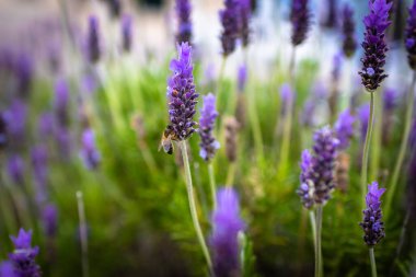 Bee. Bee pollinates lavender flowers. Vegetation vegetation with insects.