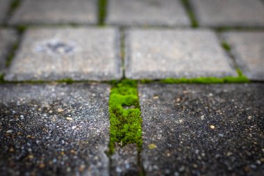 Moss. The park's stone path is covered in green moss.