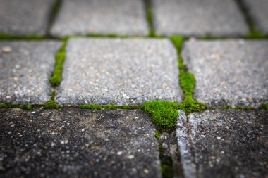 Moss. The park's stone path is covered in green moss.
