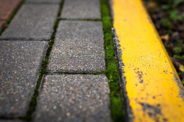 Moss. The park's stone path is covered in green moss.