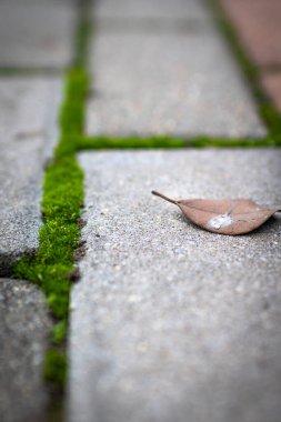 Moss. The park's stone path is covered in green moss.