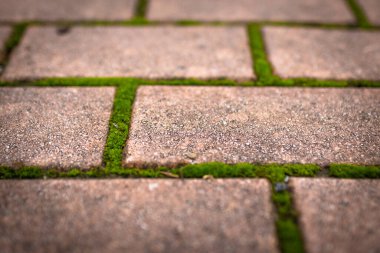 Moss. The park's stone path is covered in green moss.
