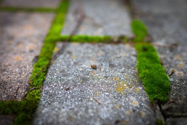 Moss. The park's stone path is covered in green moss.