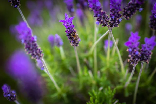 Bee Bee Pollinates Lavender Flowers Vegetation Vegetation Insects — Stockfoto