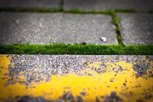Moss Park Stone Path Covered Green Moss — 스톡 사진