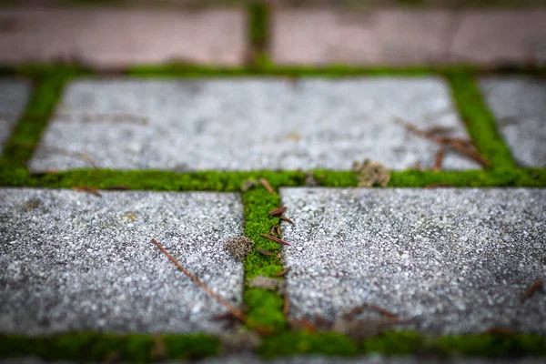 Moss Park Stone Path Covered Green Moss — Foto Stock