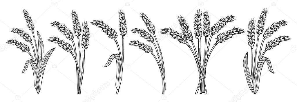 Bunch wheat ear sketch cartoon set. Cereals bundle ripe spike wheat collection. Agricultural symbol, flour production. Design farm elements, organic vegetarian bread or beer packaging label