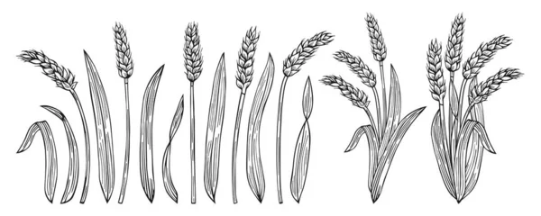 Wheat Ear Sketch Cartoon Set Cereals Gold Ripe Spike Wheat — Stockvektor