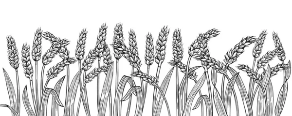 Wheat Ear Sketch Border Background Cereals Ripe Spike Wheat Frame — ストックベクタ