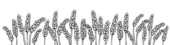 Wheat Ear Sketch Border Background Agricultural Card Flour Production Cereals - Stok Vektor