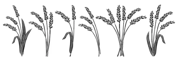 Bunch Wheat Ear Engraving Set Cereals Bundle Ripe Spike Wheat — Stockvektor