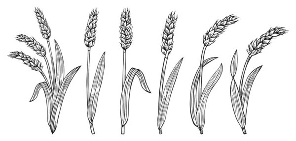 Wheat Ear Sketch Cartoon Set Agricultural Abundance Symbol Flour Production - Stok Vektor