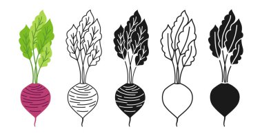 Kök karikatür çizgisel simge setiyle pancar kökü, karalama stili, oymalı siluet. Sembol taze pancar sebzesi, organik sağlıklı gıda tasarımı. Tarım vejetaryeni mutfağı, tarım pazarı menü vektörü